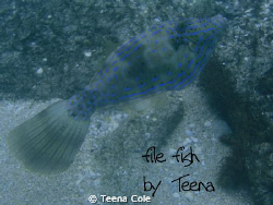 File fish seen feeding on rocks off of Boynton Beach, Fl.... by Teena Cole 